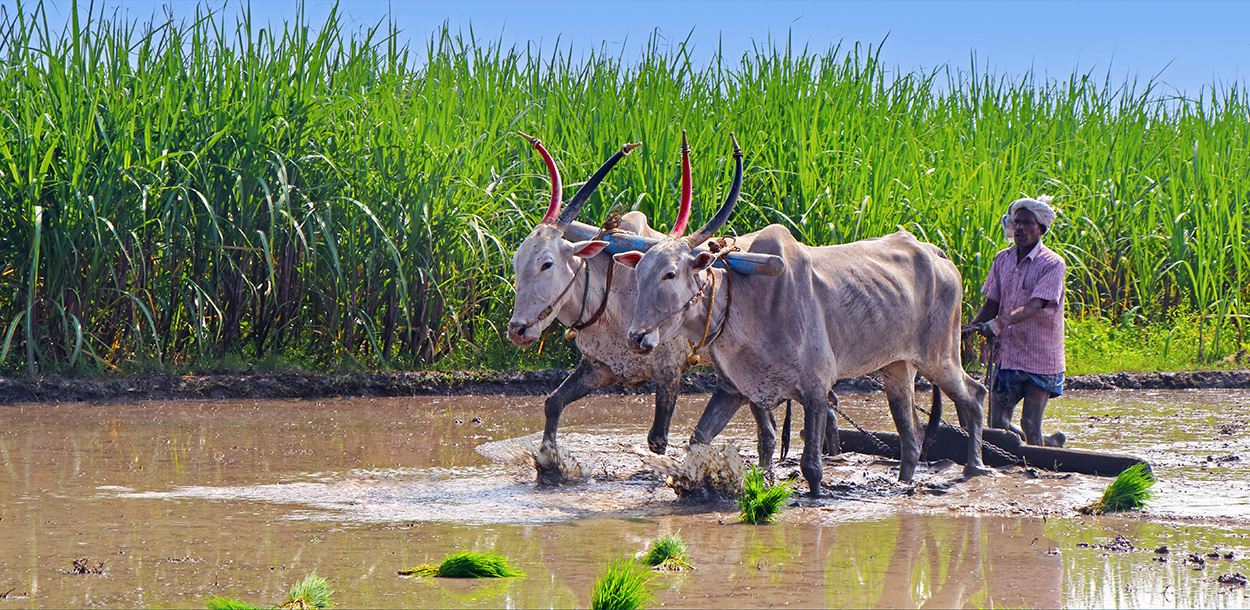 Task Force on Agriculture Development